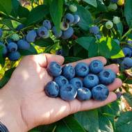 Саджанець Лохина Блюетта в контейнері